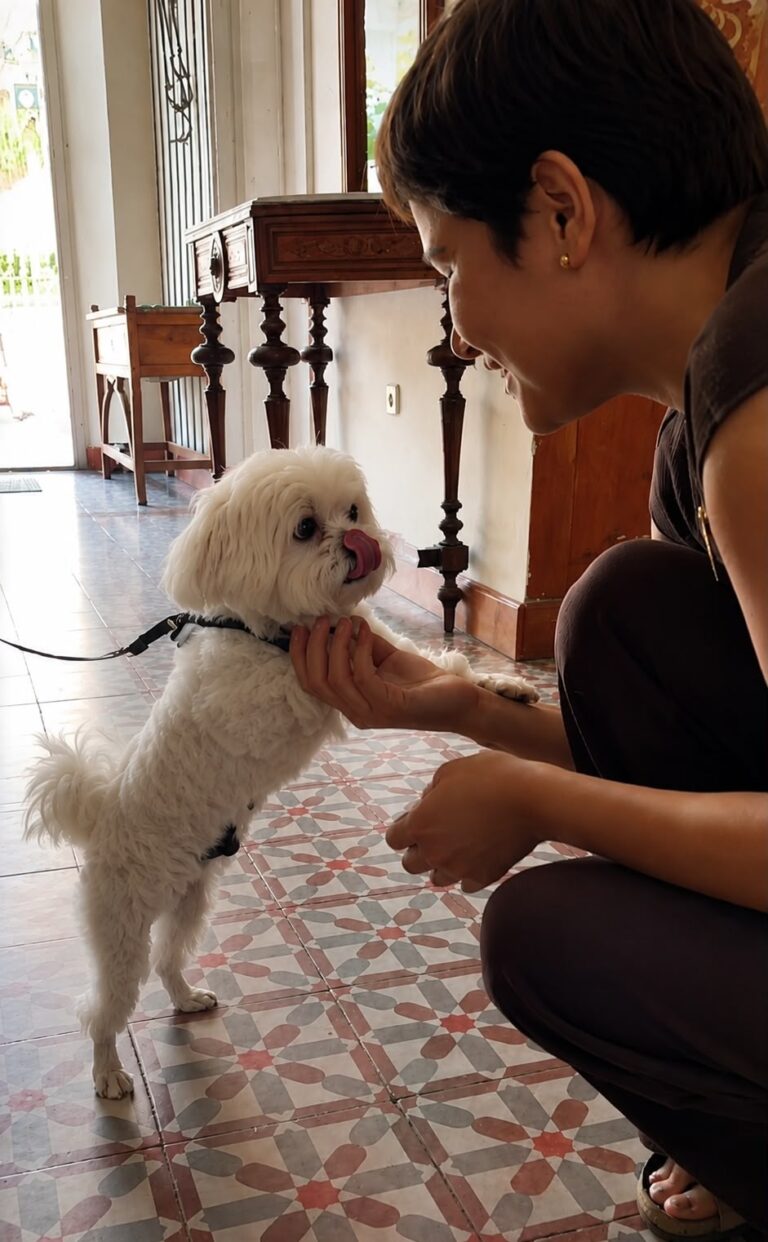 Perro pequeño recibido por el personal a su llegada, así reciben a las mascotas en Hotel Noucentista