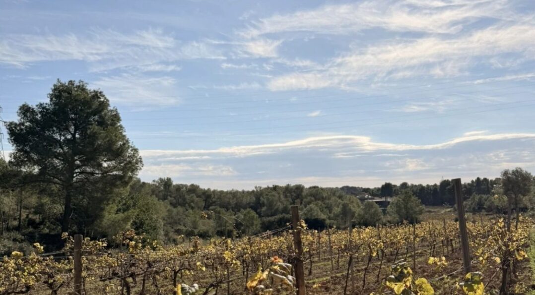 Vineyards of Clos Lentiscus near Sant Pere de Ribes, a romantic getaway near Barcelona