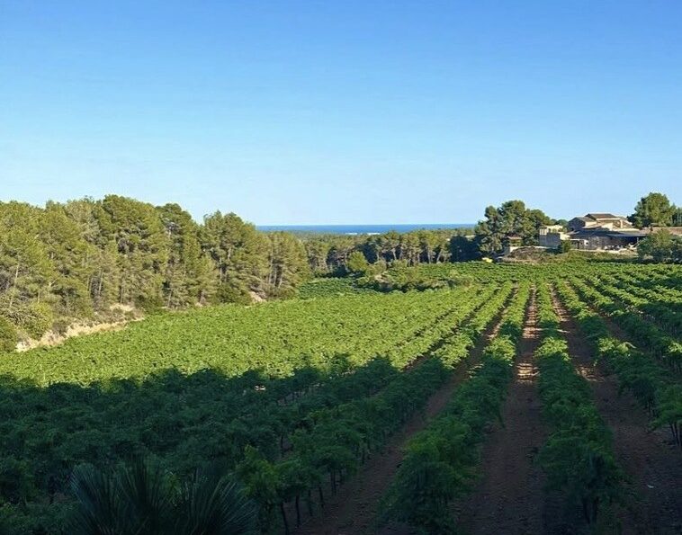 Clos Lentiscus vineyards rolling toward the sea near Sitges