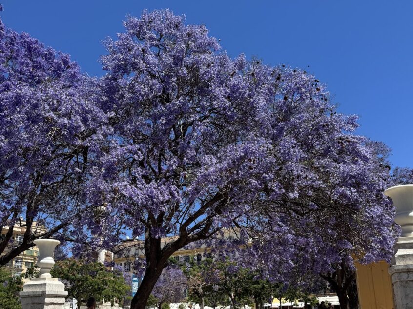 Jacaranda en fleurs sur une place du centre historique de Malaga au printemps
